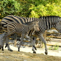 zoo bojnice 1431934115 zebra 2