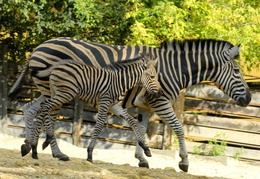 zoo bojnice 1431934115 zebra 2