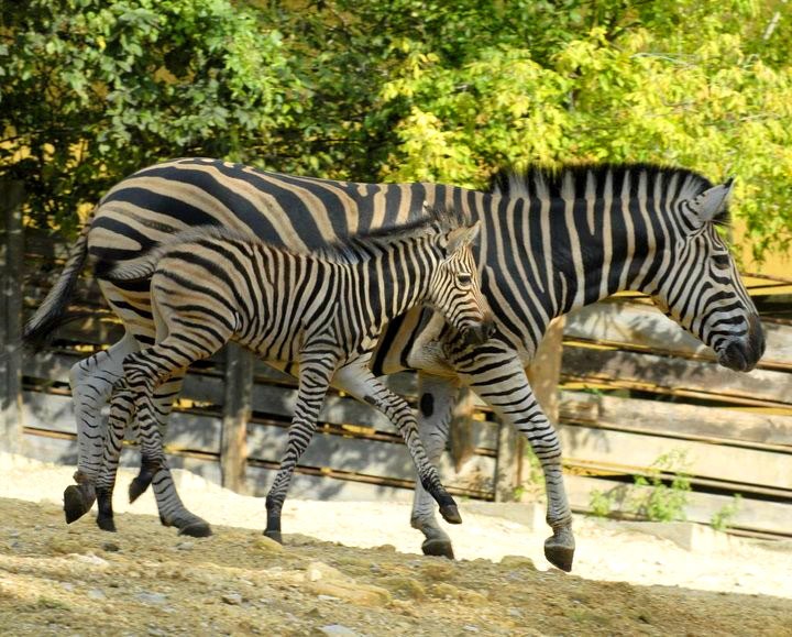 zoo bojnice 1431934115 zebra 2